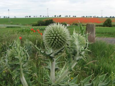 Foto des Albums: Klatschmohn