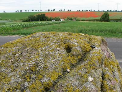 Foto des Albums: Klatschmohn