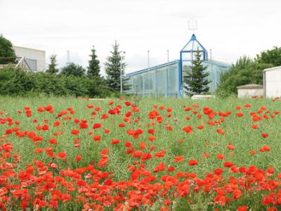 Foto des Albums: Klatschmohn