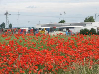 Foto des Albums: Klatschmohn