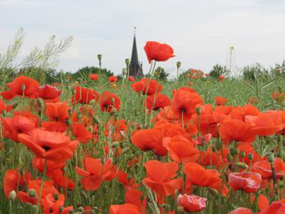 Foto des Albums: Klatschmohn