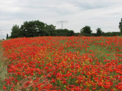 Foto des Albums: Klatschmohn