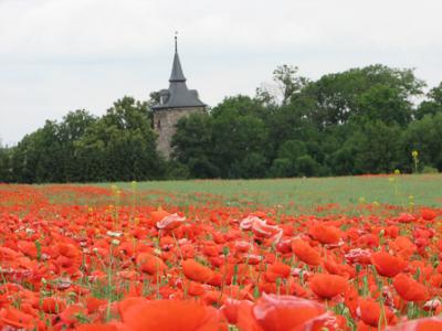 Foto des Albums: Klatschmohn