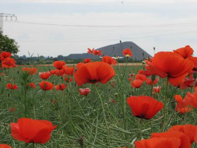 Foto des Albums: Klatschmohn