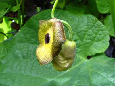 Foto des Albums: Steingarten
