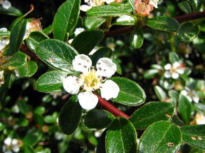 Foto des Albums: Steingarten