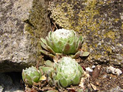 Foto des Albums: Steingarten
