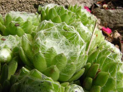 Foto des Albums: Steingarten
