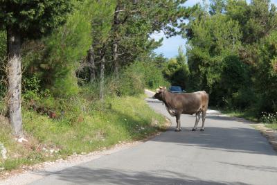 Foto des Albums: Vereinsausflug Labin - Kroatien (01. 08. 2011)