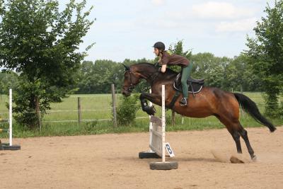Foto des Albums: Reitfest
