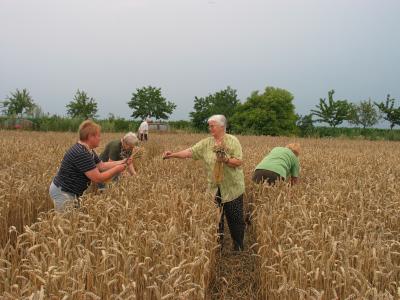 Vorschaubild: Getreideschneiden, Radeweger Landfrauen im Einsatz