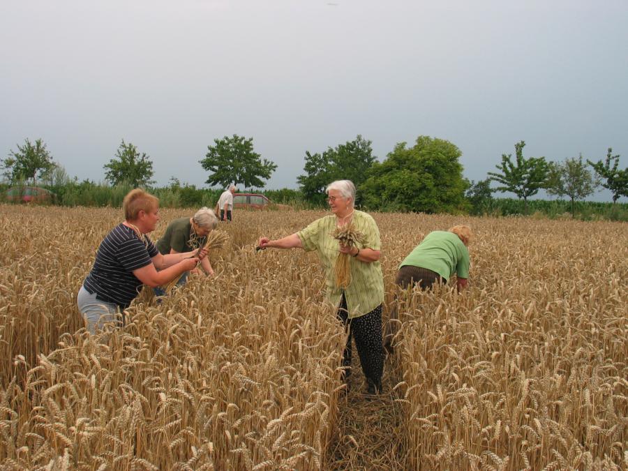 Bild: Getreideschneiden, Radeweger Landfrauen im Einsatz