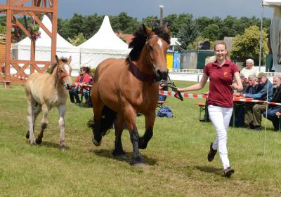 Foto des Albums: Titanen der Rennbahn 2013 (29.06.2013)