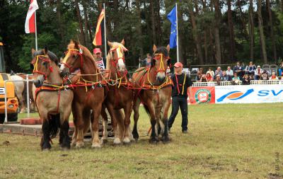 Foto des Albums: Titanen der Rennbahn 2013 (29.06.2013)