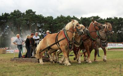 Foto des Albums: Titanen der Rennbahn 2013 (29.06.2013)