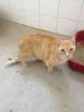 Foto des Albums: Fundtiere Juli 2013