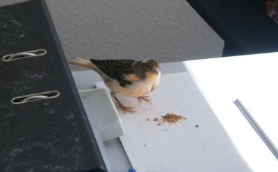 Foto des Albums: Fundtiere Juli 2013