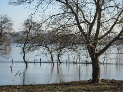 Foto des Albums: Hochwasser Friedeburg, 18.01.2011