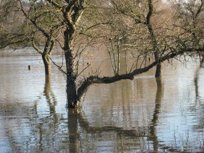 Foto des Albums: Hochwasser Friedeburg, 18.01.2011