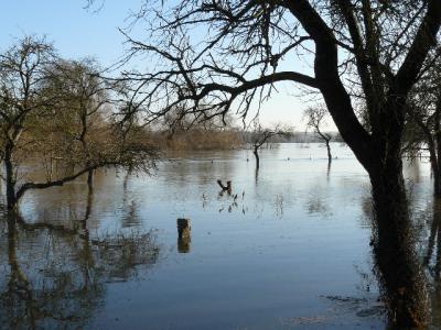 Foto des Albums: Hochwasser Friedeburg, 18.01.2011
