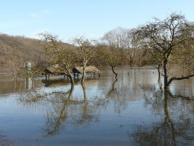 Foto des Albums: Hochwasser Friedeburg, 18.01.2011