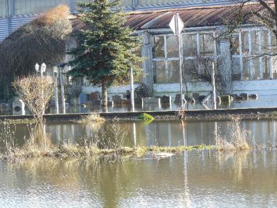 Foto des Albums: Hochwasser Friedeburg, 18.01.2011