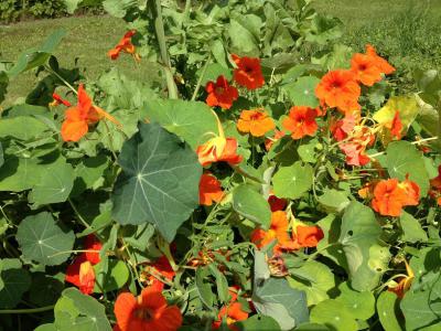 Blumen wachsen im Hochbeet  (Bild vergr&ouml;&szlig;ern)