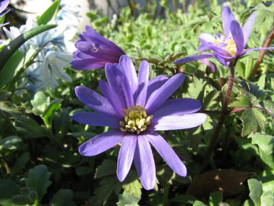 Foto des Albums: Frühlings-Impressionen
