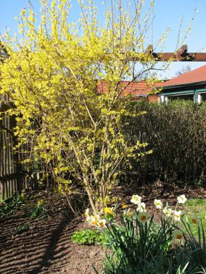 Foto des Albums: Frühlings-Impressionen