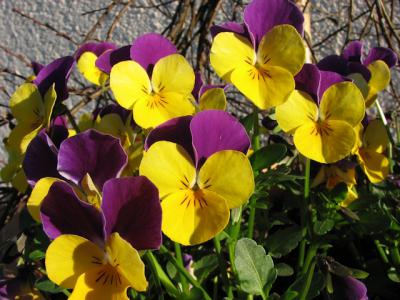 Foto des Albums: Frühlings-Impressionen