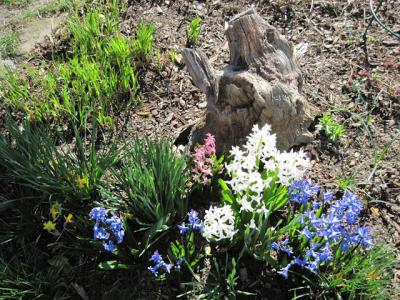 Foto des Albums: Frühlings-Impressionen