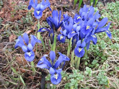 Foto des Albums: Frühlings-Impressionen