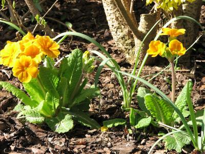 Foto des Albums: Frühlings-Impressionen