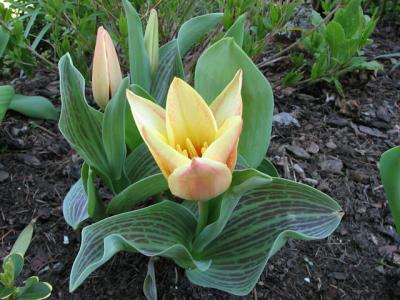 Foto des Albums: Frühlings-Impressionen
