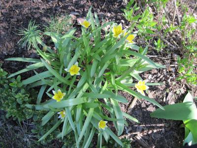 Foto des Albums: Frühlings-Impressionen