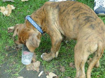 Foto des Albums: HSV - Beetz/Sommerfeld