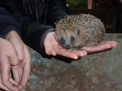 Foto des Albums: Exkursion in das Waldschulzentrum Hainholz (30. 09. 2013)