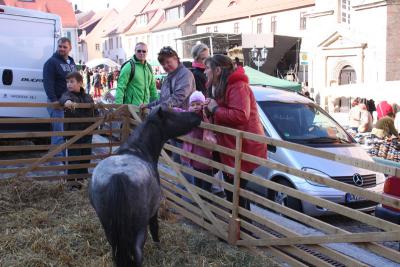 Foto des Albums: Kartoffelmarkt 2013