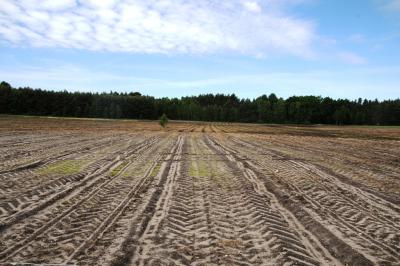 Foto des Albums: Kurzumtriebsplantage in Dauban
