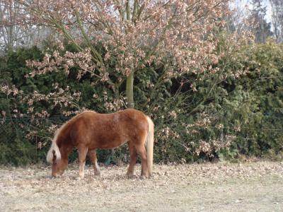Foto des Albums: NLH Wanderung Bütlingen