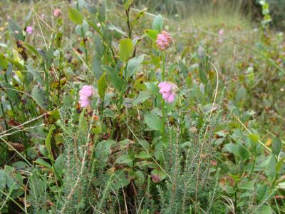 Moorschlenke mit Besenheide auf trockeneren Fl$achen 