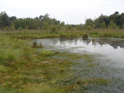 Moorschlenken mit abgestorbenen Kiefern 