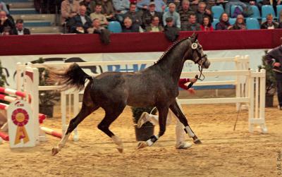 Foto des Albums: Süddeutsche Körung 2013 Neustadt (Dosse) (16.11.2013)