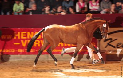 Foto des Albums: Süddeutsche Körung 2013 Neustadt (Dosse) (16.11.2013)