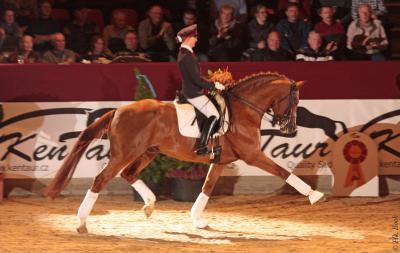 Foto des Albums: Süddeutsche Körung 2013 Neustadt (Dosse) (16.11.2013)