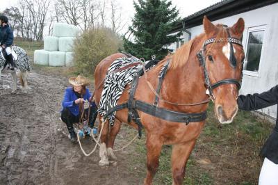 Foto des Albums: Weihnachtsreiten 2013 (30.11.2013)