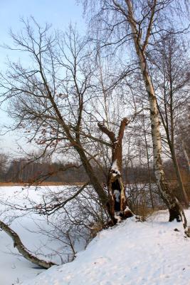 Foto des Albums: Ganz in weiß - ein Winterspaziergang um den Falkenhagener See