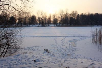 Foto des Albums: Ganz in weiß - ein Winterspaziergang um den Falkenhagener See