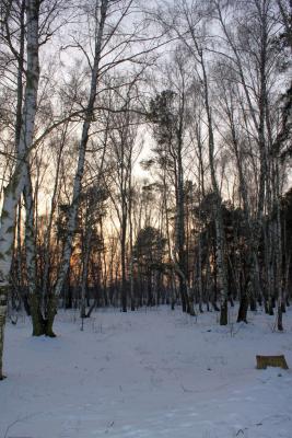 Foto des Albums: Ganz in weiß - ein Winterspaziergang um den Falkenhagener See