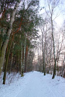 Foto des Albums: Ganz in weiß - ein Winterspaziergang um den Falkenhagener See